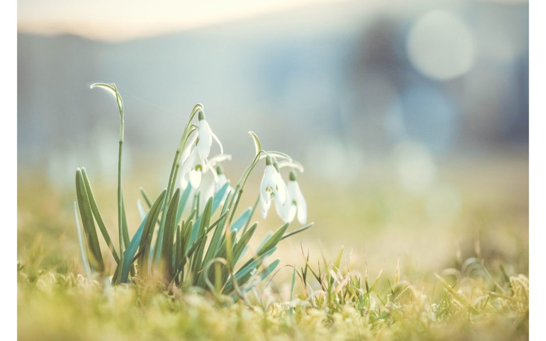 Frühling: Die Zeit des Neubeginns!